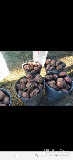 Продам картофель