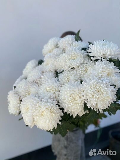 Одноголовая хризантема букет хризантем