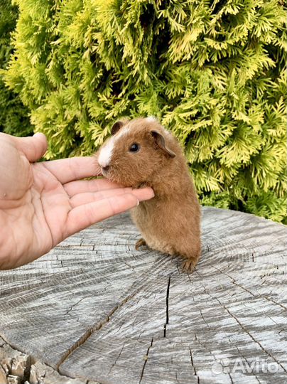 Морская свинка американский тедди