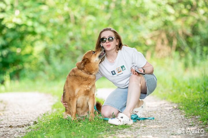 Собака из приюта