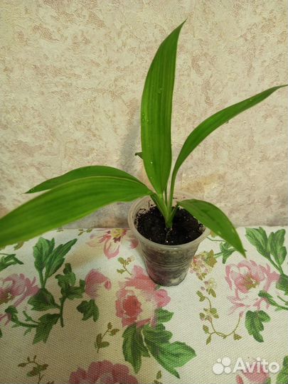 Комнатные цветы