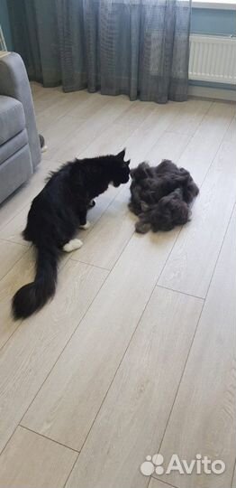 Стрижка кошек и собак на дому сегодня