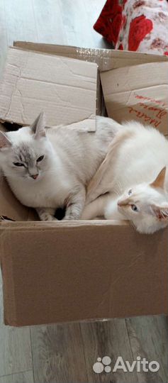 Невская маскарадная