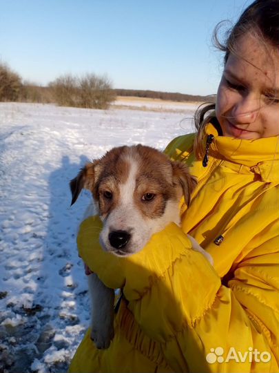 Отдам щенков маленькие ростом - хорошие звоночки