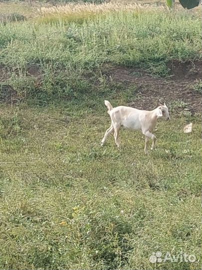 Козы козочки козлята