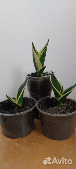 Сансевиерия саженцы