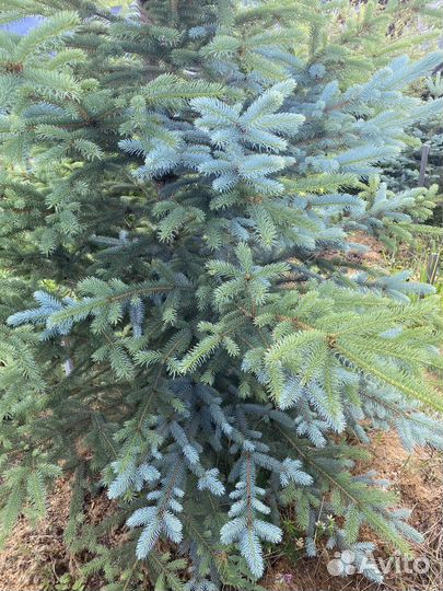 Ель голубая и зеленая