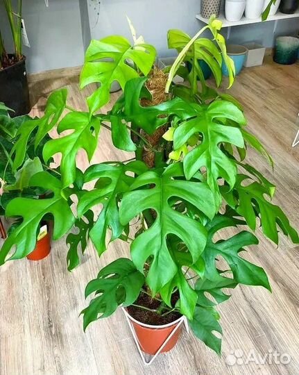 Рафидофора тетрасперма