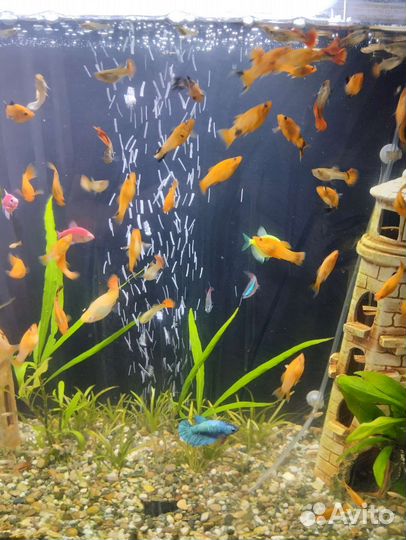 Моллинезии