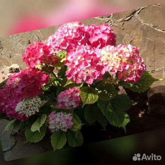 Гортензия крупнолистная саженцы Окская весна