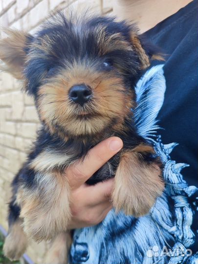 Йоркширский терьер мини щенки