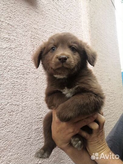 Домашние животные собаки щенки