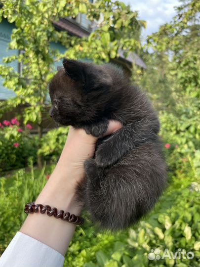 Черный британский котик