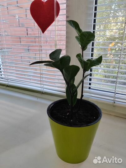 Замиокулькас Денежное дерево