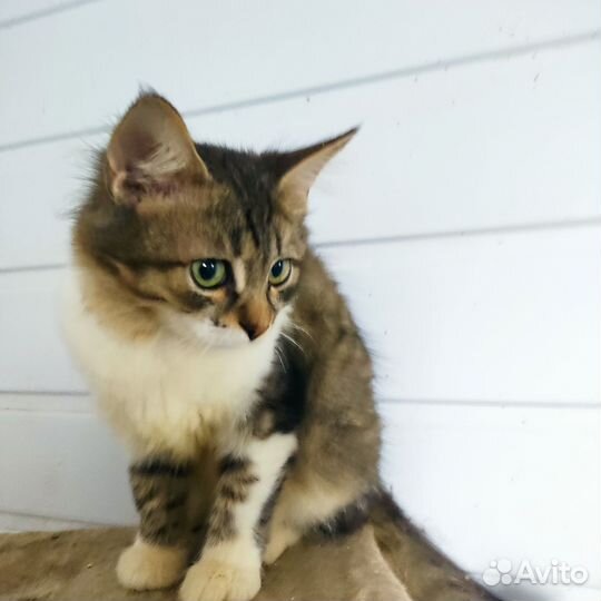 Котята с приюта