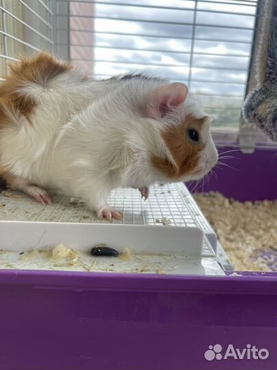 Морская свинка розетка