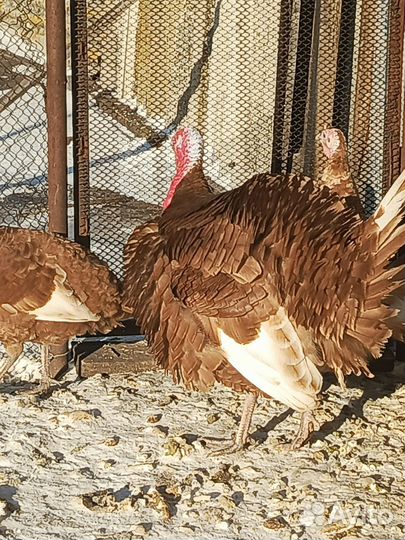 Индюшки породные