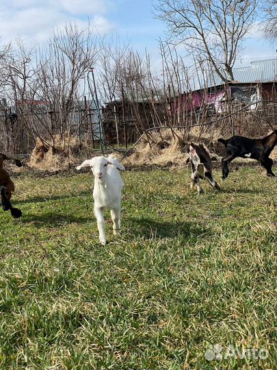 Англо нубийские козы