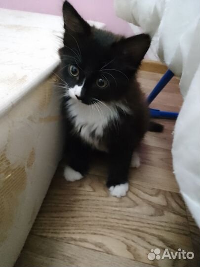 Кот 5 месяцев