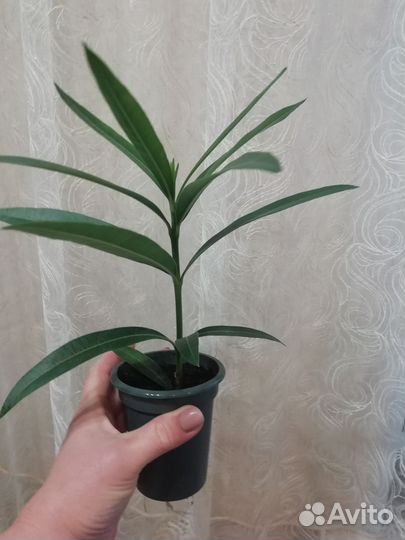 Белый олеандр