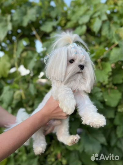 Вязка мальтезе экстра-Мини (вес 1,4)