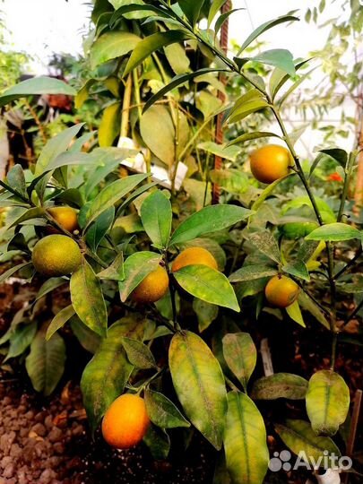 Кумкваты, Оранжекваты, Каламандины