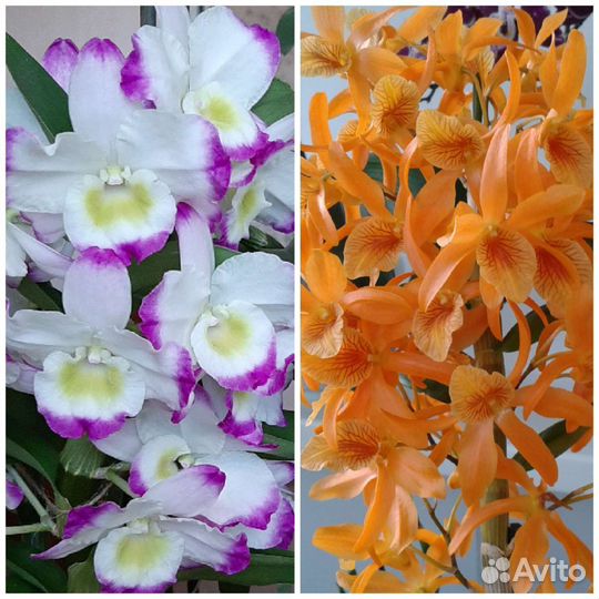 Дендробиум