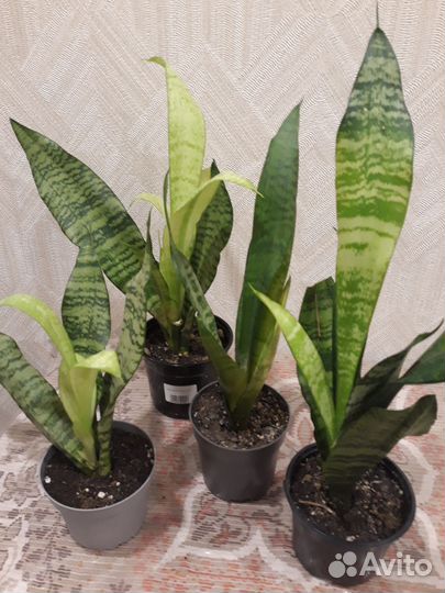 Сансевиерия