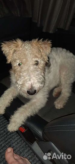 Вязка фокстерьер Ищем девочку, мальчик четыре года