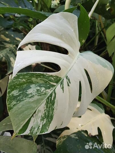 Монстера вариегатная alba