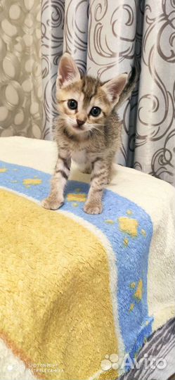 Котик в добрые руки
