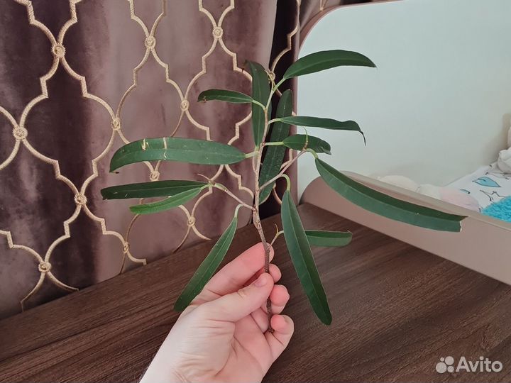 Фикус бенджамина Али