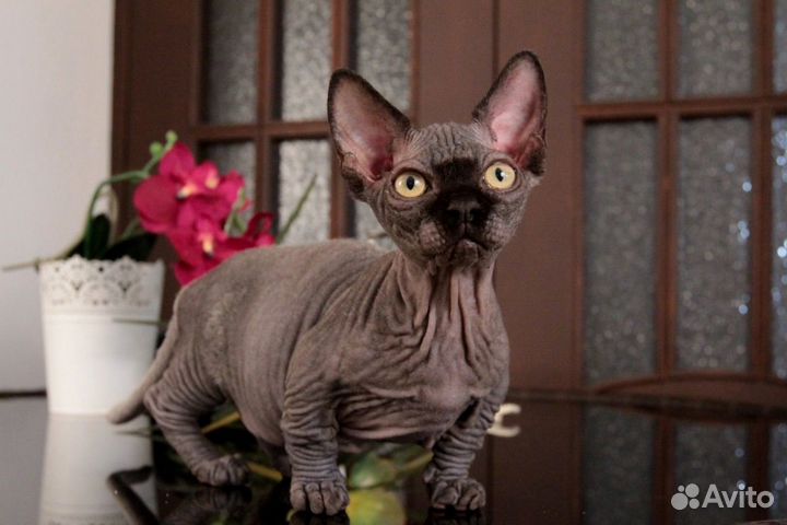 Девочка бамбино