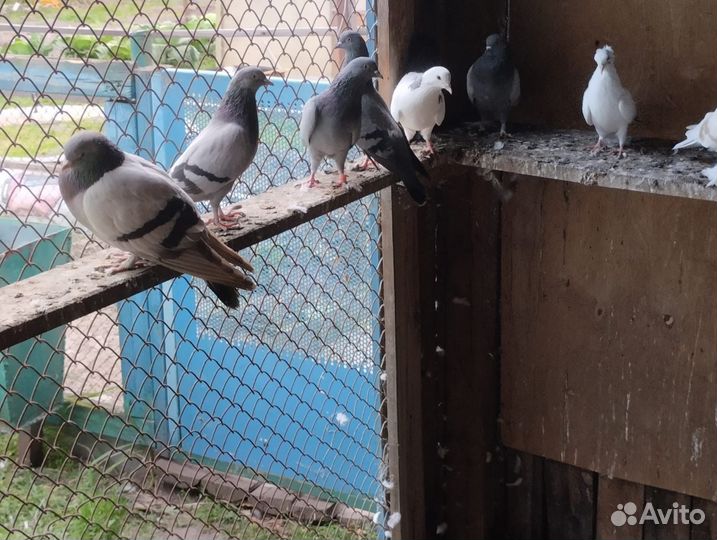 Продажа голубей