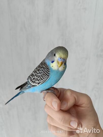 Бронь Волнистый говорящий ручной попугай с клеткой