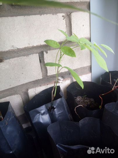 Саженцы Маакия амурская, Медонос, акация Маака