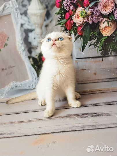 Шотландский колорный котёнок Золотая шиншилла