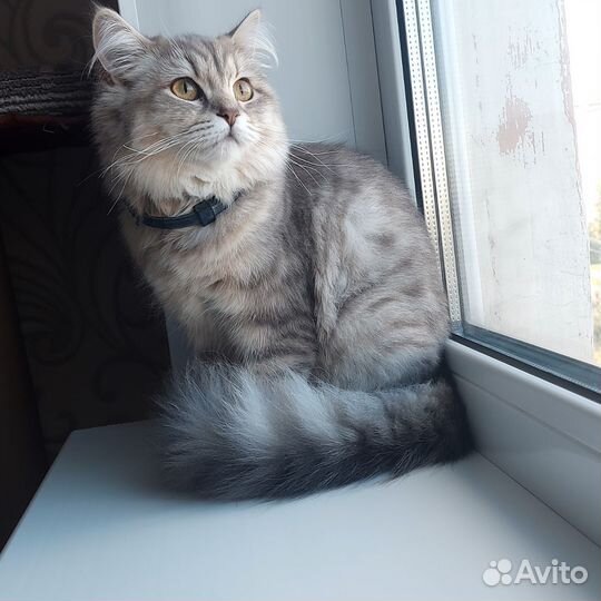 Шотландская кошечка