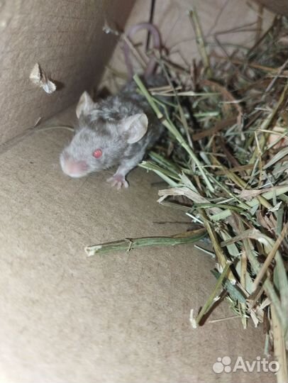 Мышки живые