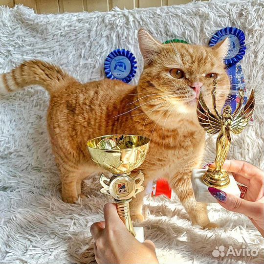 Шотландский кот на вязку