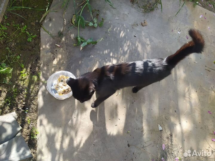 Черные котята