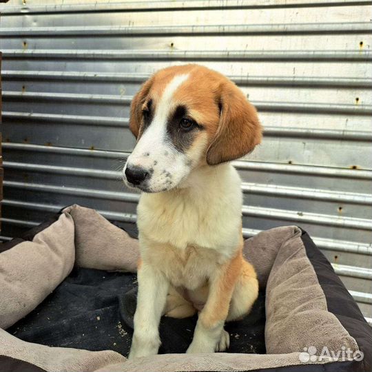 Собаки бесплатно в добрые руки щенки