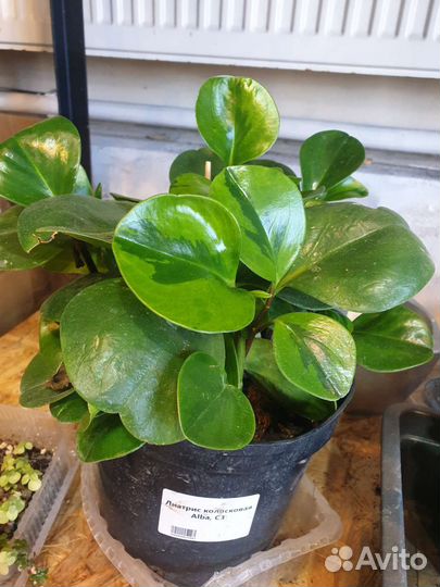 Комнатные цветы растения