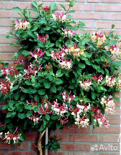 Жимолость каприфоль