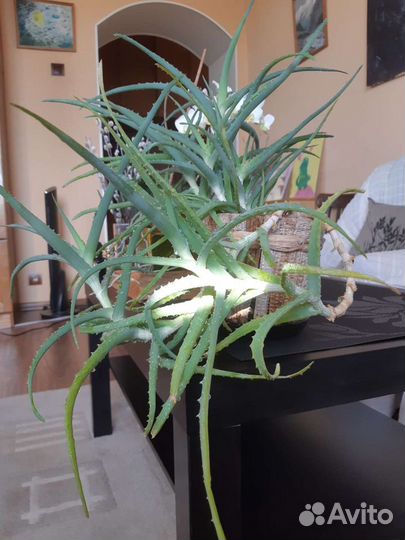 Алоэ вера лечебный