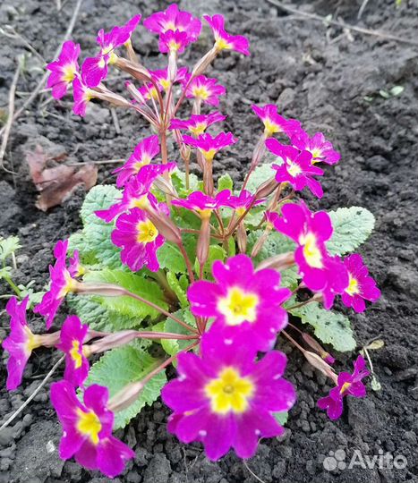 Цветы для сада многолетники