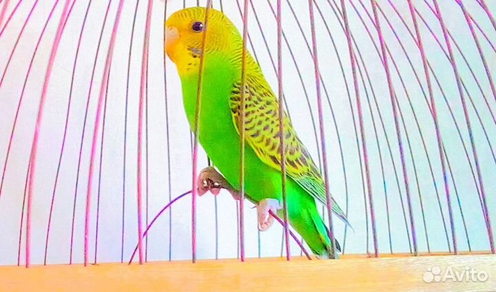 Попугай Молодой