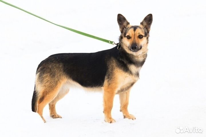 Варежка нуждается В доме