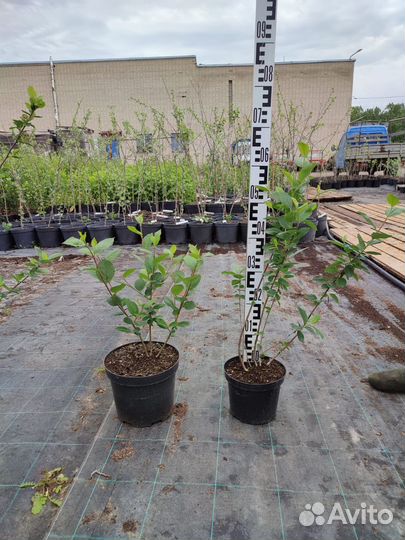 Перегной сыпец 2-3г, чернозем растительный, 1-20м3