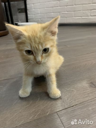 Кошка